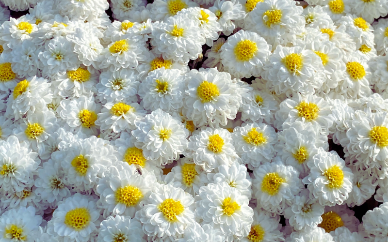 beautiful white chrysanthemum flower images