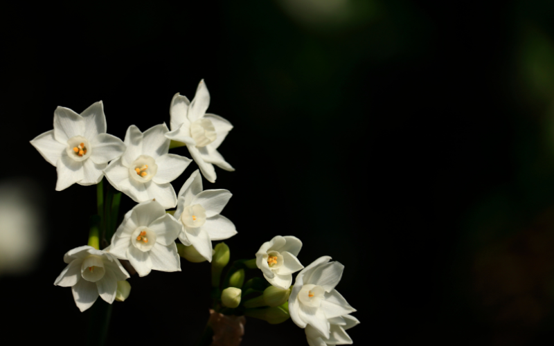 White flowers iamges