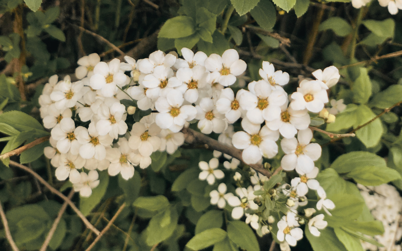 Cheap white flowers for weeding