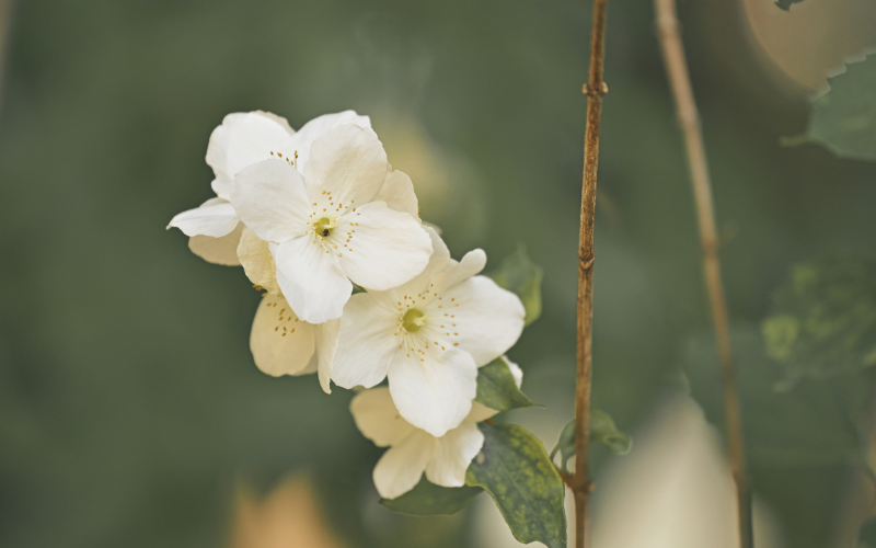 White flower bouquet meaning