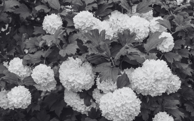 Inexpensive white flowers for centrepeices