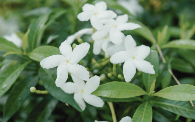 white wedding flowers with greenery