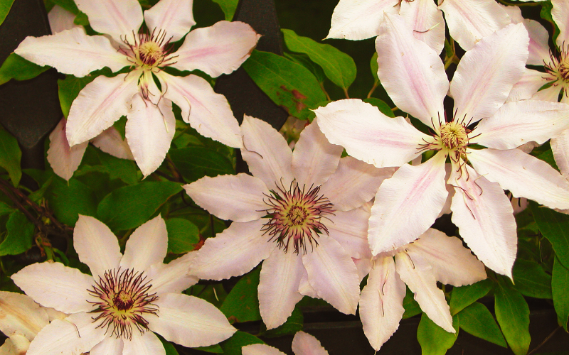 Bulk white flowers