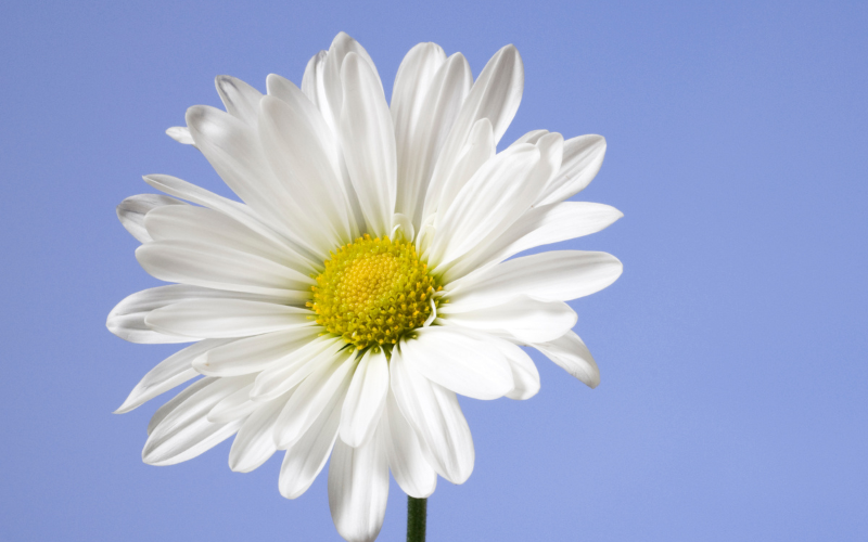 white flowers