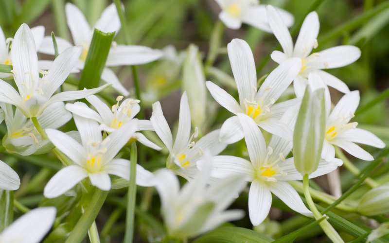 white flower plant identification