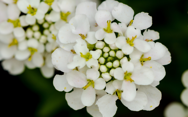 tiny white flowers