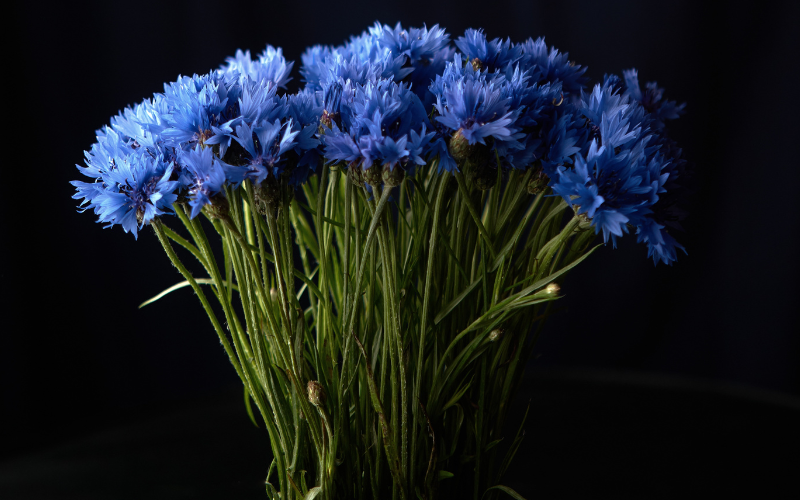 Blue Funeral Flowers