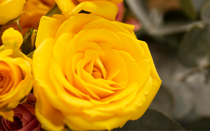 Yellow flowers funeral meaning