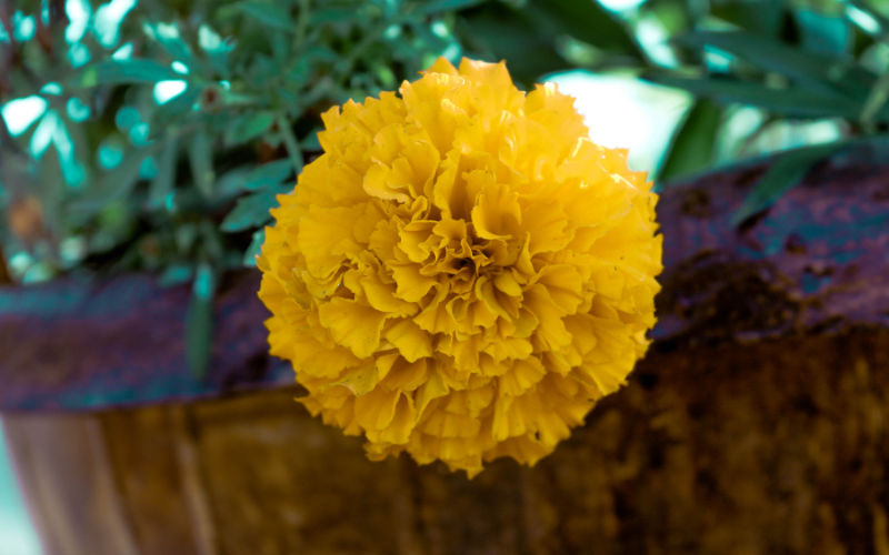 Yellow funeral flowers ideas