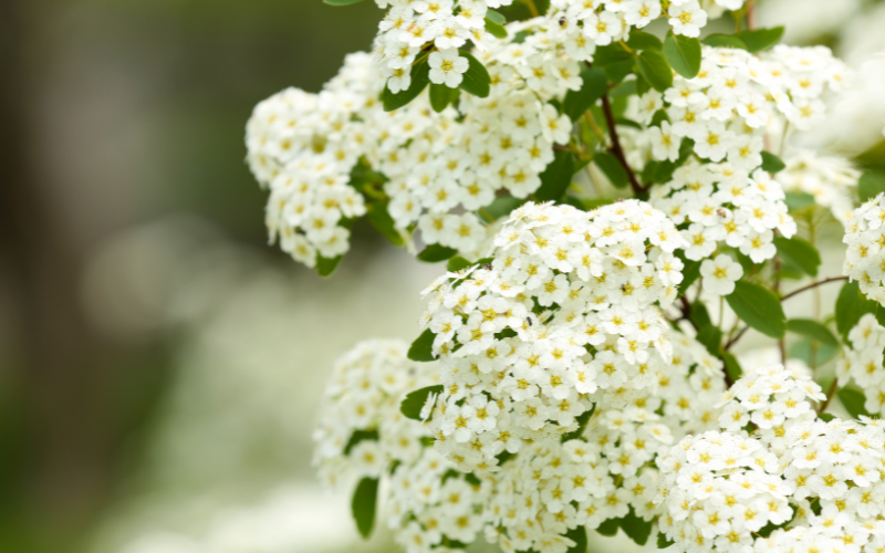 small white flowers 