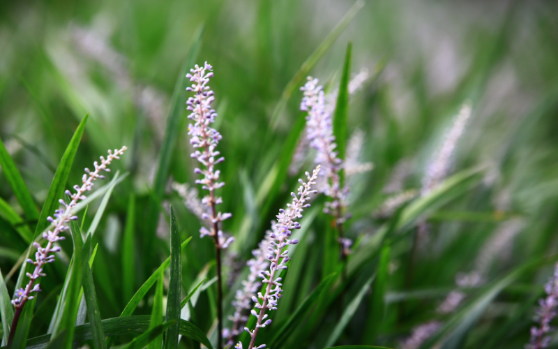 small white flowers name