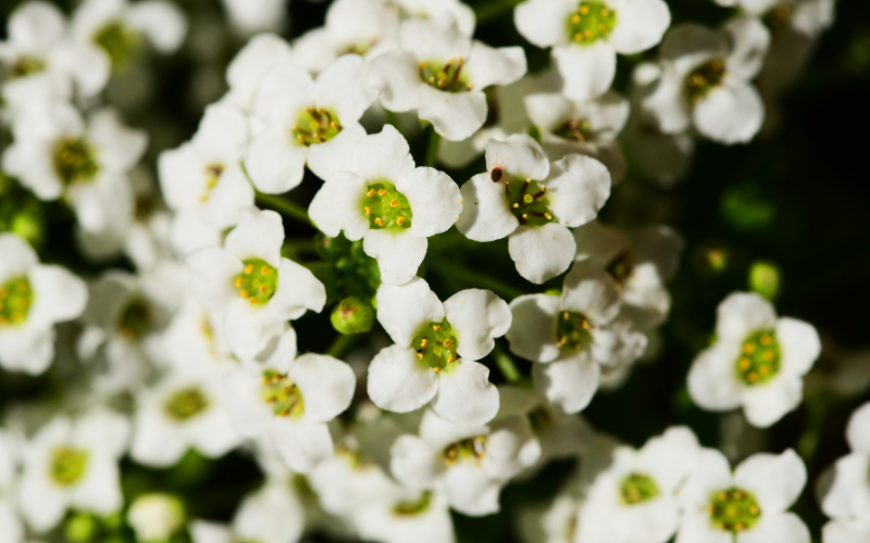 Small white flowers bouquet